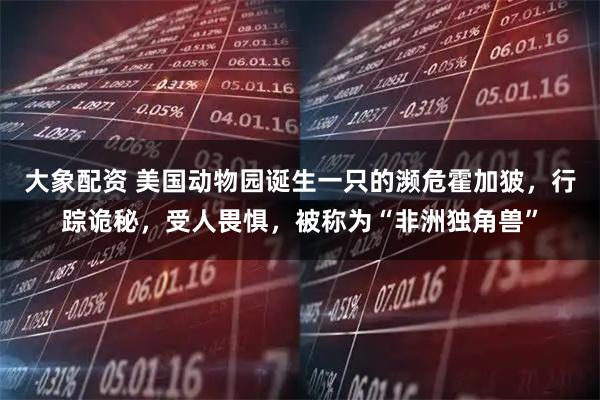 大象配资 美国动物园诞生一只的濒危霍加狓，行踪诡秘，受人畏惧，被称为“非洲独角兽”